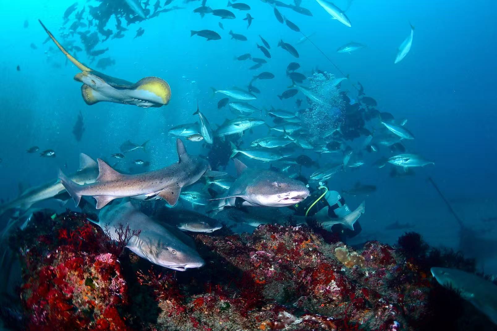 館山の海で出会う魅力的な生きものたち